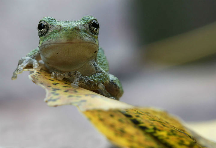 Gray Treefrog